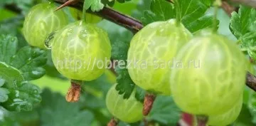 Формування куща агрусу