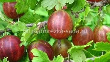 Формування куща агрусу