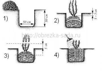 Формування куща агрусу