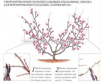 Формування куща агрусу
