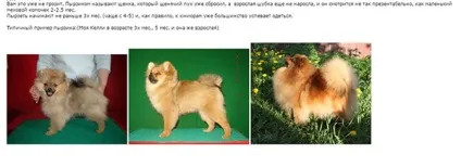 Фази росту або як ростуть шпіци (мініатюрний шпіц) Фази росту або як ростуть шпіци