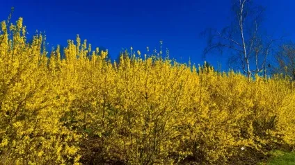 Форзиція посадка і догляд за чагарником, фото (форзиція) Форзиція посадка і догляд за чагарником, фото