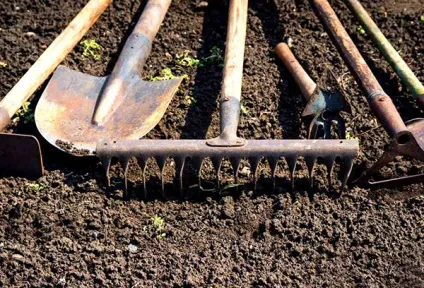 Квасоля - посадка і догляд у відкритому грунті, строки посіву та збирання врожаю (посадка) Квасоля - посадка і догляд у відкритому грунті, строки посіву та збирання врожаю