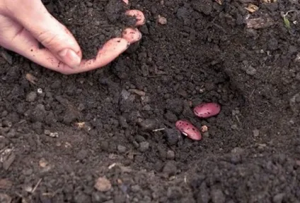 Квасоля - посадка і догляд у відкритому грунті, строки посіву та збирання врожаю (квасоля) Квасоля - посадка і догляд у відкритому грунті, строки посіву та збирання врожаю