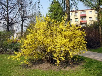 Форзиція - декоративні дерева і чагарники (дерева) Форзиція - декоративні дерева і чагарники