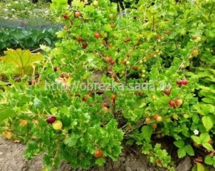 Формування куща агрусу