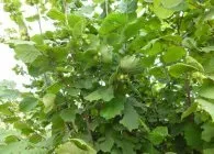 Фундук посадка, догляд, сорти, формування, розмноження (формування) Фундук посадка, догляд, сорти, формування, розмноження