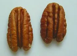 Гікорі - це