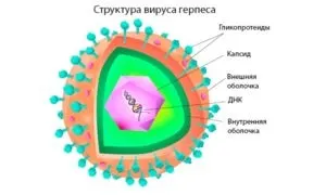 Герпес на губі і застуда на губі одне чи й теж (одне) Герпес на губі і застуда на губі одне чи й теж