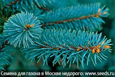 Де посадити ялину на дачній ділянці (озеленення) Де посадити ялину на дачній ділянці