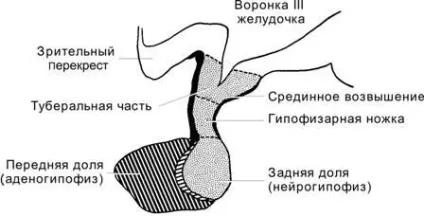 Гіпофіз - важлива залоза головного мозку і його роль в житті людини (гіпофіз) Гіпофіз - важлива залоза головного мозку і його роль в житті людини