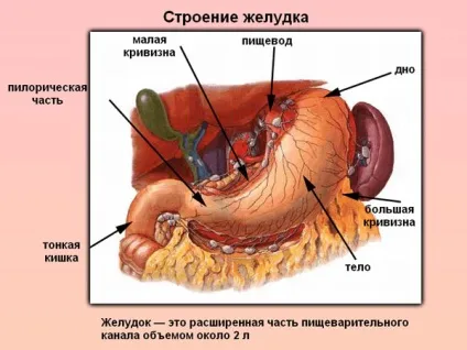Гіпотонія шлунка - що це таке, причини, симптоми, лікування (гіпотонія) Гіпотонія шлунка - що це таке, причини, симптоми, лікування