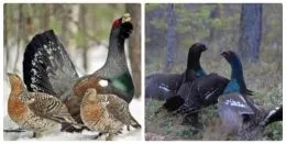 Глухар птах чим харчується, де живе (Глухар птах фото) Глухар птах чим харчується, де живе