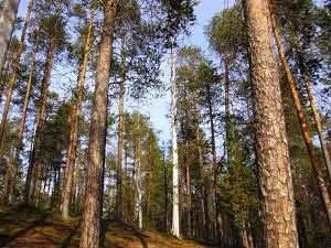 Група компаній північний ліс - північний ліс (група) Група компаній північний ліс - північний ліс