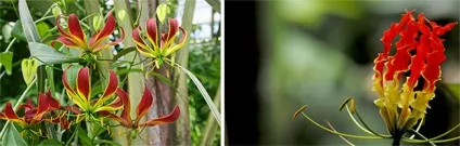 Глориоза - догляд та вирощування, види (глориоза) Глориоза - догляд та вирощування, види