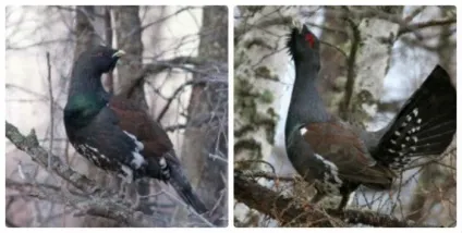 Глухар птах чим харчується, де живе (Глухар птах фото) Глухар птах чим харчується, де живе
