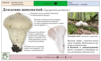 Гриб дощовик корисні і лікувальні властивості, застосування, як приготувати с'добний гриб (дощовик) Гриб дощовик корисні і лікувальні властивості, застосування, як приготувати с'добний гриб
