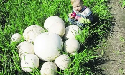 Гриб дощовик - фото і опис, лікувальні властивості та протипоказання (опис) Гриб дощовик - фото і опис, лікувальні властивості та протипоказання