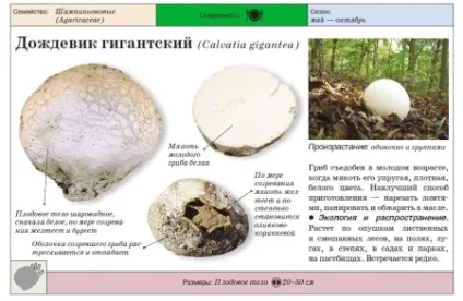 Гриб дощовик корисні і лікувальні властивості, застосування, як приготувати с'добний гриб (властивості) Гриб дощовик корисні і лікувальні властивості, застосування, як приготувати с'добний гриб
