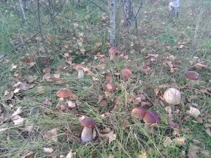 Гриби - до війни
