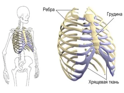Грудна клітка людини будова, функції (фото) (клітка) Грудна клітка людини будова, функції (фото)