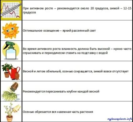 Глориоза Ротшильда - мої кімнатні рослини (глориоза) Глориоза Ротшильда - мої кімнатні рослини