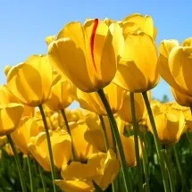 Губна помада avon - extra lasting - відгуки суперстійкі губна помада від компанії avon