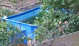 Ідеальний будинок зеленіє вода в басейні чому і що робити
