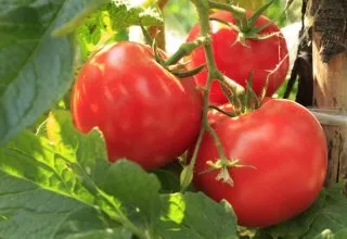 Гряткі по Міттлайдеру