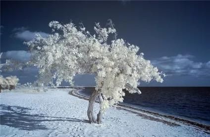 Інфрачервона фотографія (інфрачервона) інфрачервона фотографія