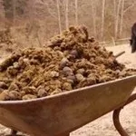 Використання гною для добрива й підгодівлі картоплі (гною) Використання гною для добрива й підгодівлі картоплі