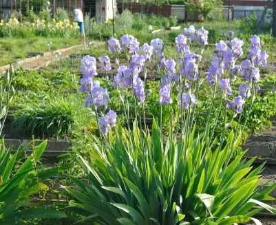 Іриси в ландшафтному дизайні фото (ландшафтному) Іриси в ландшафтному дизайні фото