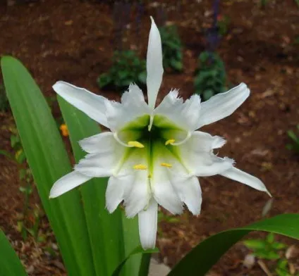 Ісмене вирощування і догляд в кімнатних умовах (Ісмене) Ісмене вирощування і догляд в кімнатних умовах