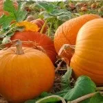 Кабачки і цукіні в чому подібність і відмінність (кабачки) Кабачки і цукіні в чому подібність і відмінність