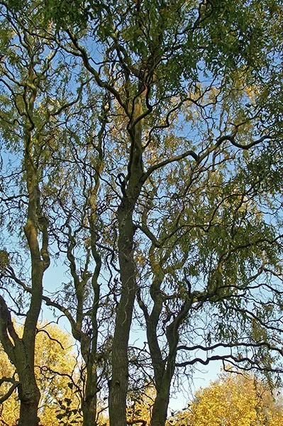 Іва звивиста вирощування і формування крони матсудани і свердловської звивистій (верба свердловська звивиста) Іва звивиста вирощування і формування крони матсудани і свердловської звивистій
