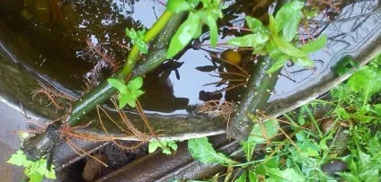 Іва звивиста, як її розмножити, щоб не платити за саджанець (верба звивиста) Іва звивиста, як її розмножити, щоб не платити за саджанець