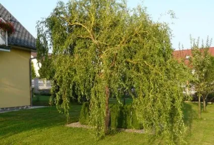 Іва звивиста посадка і догляд, полив, підживлення (догляд) Іва звивиста посадка і догляд, полив, підживлення
