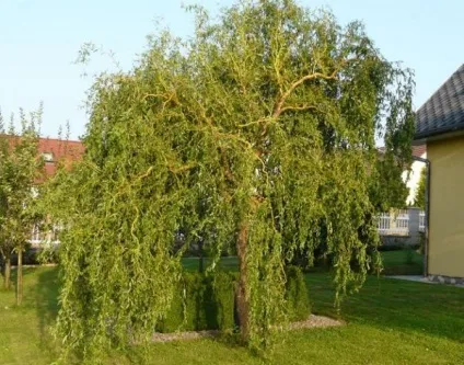 Іва кучерява фото, посадка і догляд