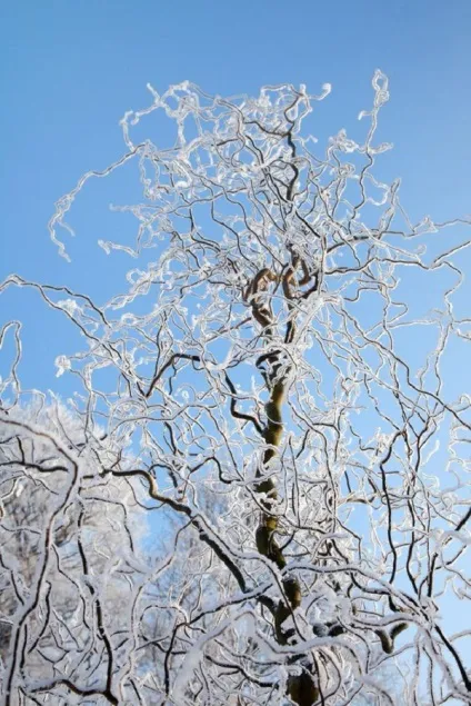 Іва кучерява фото, посадка і догляд