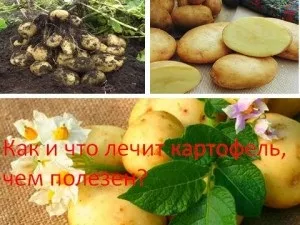 Як і що лікує картопля, ніж корисний, мій знахар (здорове харчування) Як і що лікує картопля, ніж корисний, мій знахар