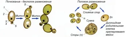 Які гриби розмножуються брунькуванням безстатеве і вегетативне розведення, який орган, які способи (гриби) Які гриби розмножуються брунькуванням безстатеве і вегетативне розведення, який орган, які способи