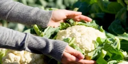 Як і де правильно зберігати кольорову капусту (зберігати) Як і де правильно зберігати кольорову капусту