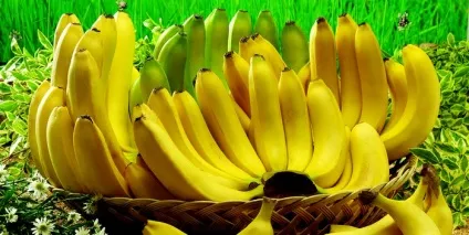 Як і де правильно зберігати банани (банани) Як і де правильно зберігати банани