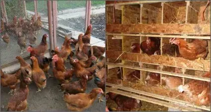 Як боротися з курячими блохами методи і способи