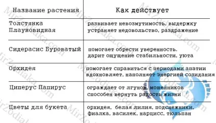 Які квіти підходять зодіаку рибам (рибам) Які квіти підходять зодіаку рибам