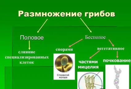 Які гриби розмножуються брунькуванням безстатеве і вегетативне розведення, який орган, які способи (брунькуванням) Які гриби розмножуються брунькуванням безстатеве і вегетативне розведення, який орган, які способи