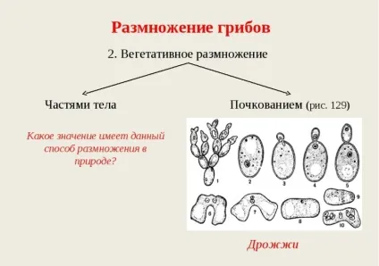 Які гриби розмножуються брунькуванням безстатеве і вегетативне розведення, який орган, які способи (розмножуються) Які гриби розмножуються брунькуванням безстатеве і вегетативне розведення, який орган, які способи