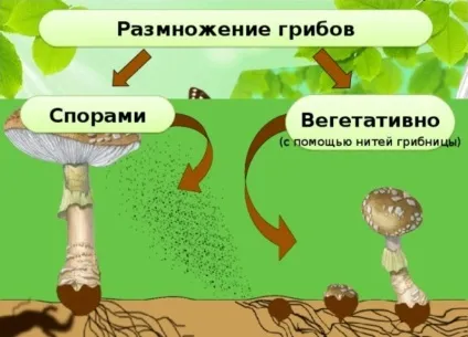 Які гриби розмножуються брунькуванням безстатеве і вегетативне розведення, який орган, які способи (розмножуються) Які гриби розмножуються брунькуванням безстатеве і вегетативне розведення, який орган, які способи