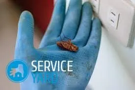 Як позбутися від прусаків раз і назавжди в домашніх умовах (прусаків) Як позбутися від прусаків раз і назавжди в домашніх умовах