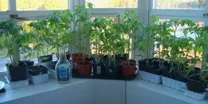 Як позбутися від дрозофіл в квартирі і на кухні (квартирі) Як позбутися від дрозофіл в квартирі і на кухні